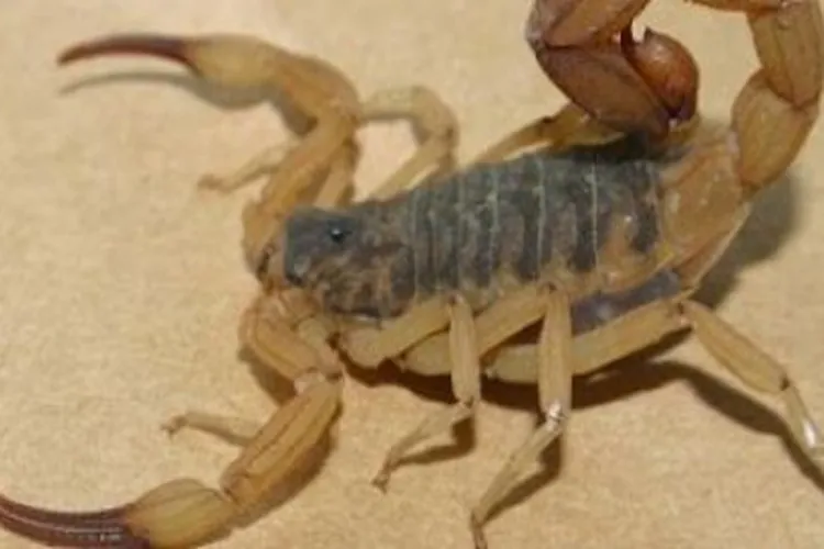 Acidentes com animais peçonhentos crescem 12% na Bahia