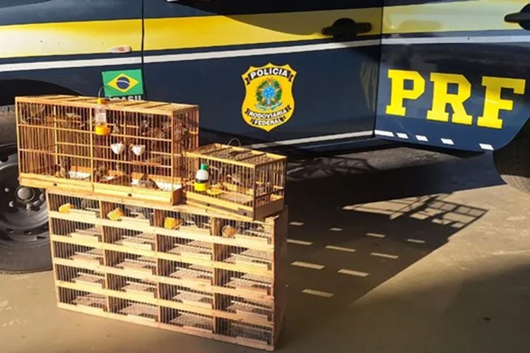 PRF resgata 29 aves silvestres transportadas ilegalmente em Vitória da Conquista