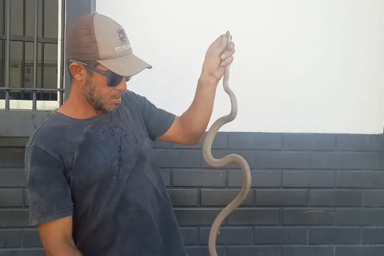 Cobra é capturada em lava-jato e entregue ao Corpo de Bombeiros em Brumado