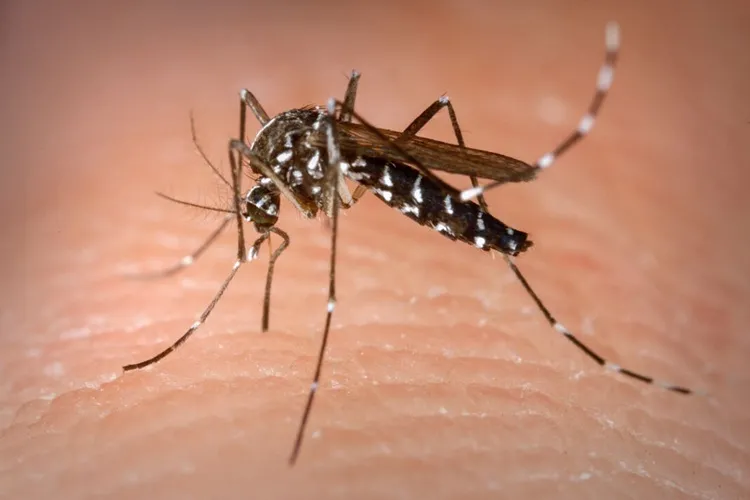 MP-BA recomenda medidas de combate à Dengue, Zika e Chikungunya em Alagoinhas