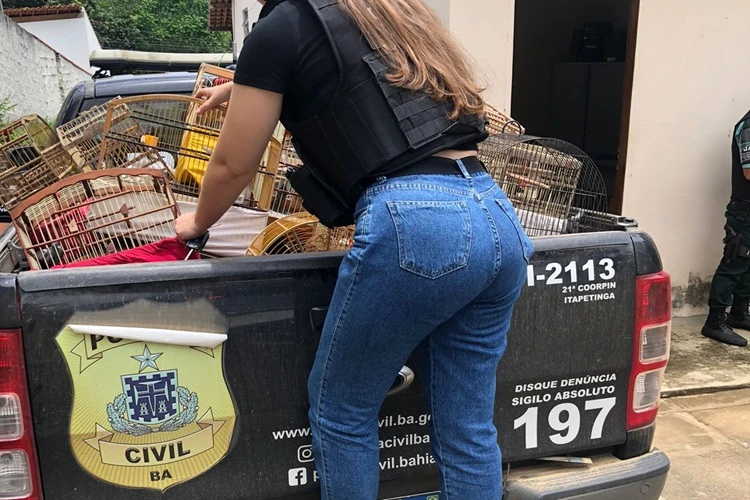 Polícia Civil desmantela cativeiro de animais silvestres e resgata aves na região de Iguaí