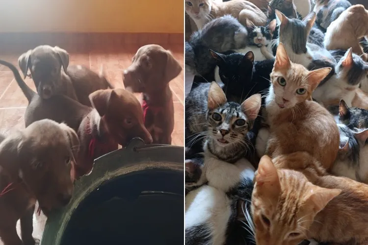 A trajetória da família que já resgatou mais de 2 mil animais de rua em Macaúbas
