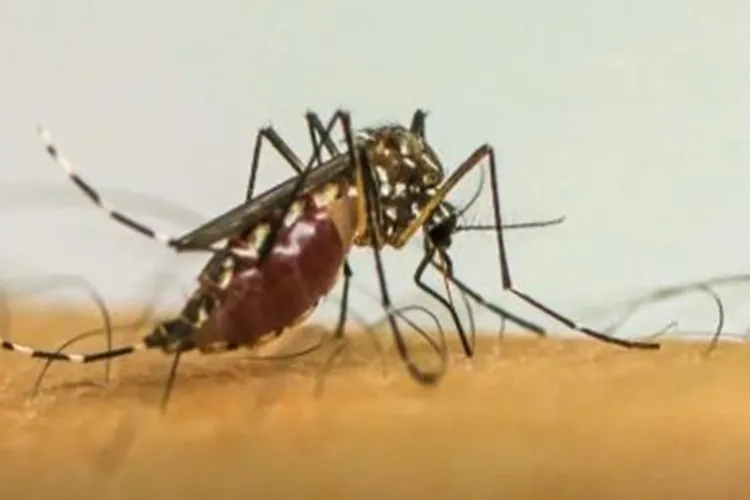 Brasil ultrapassa 1 milhão de casos prováveis de dengue em 2025