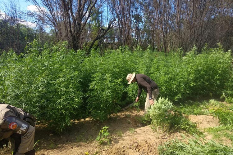 Curaçá: Duas toneladas de maconha são achadas escondias em cultivos de milho e cebola