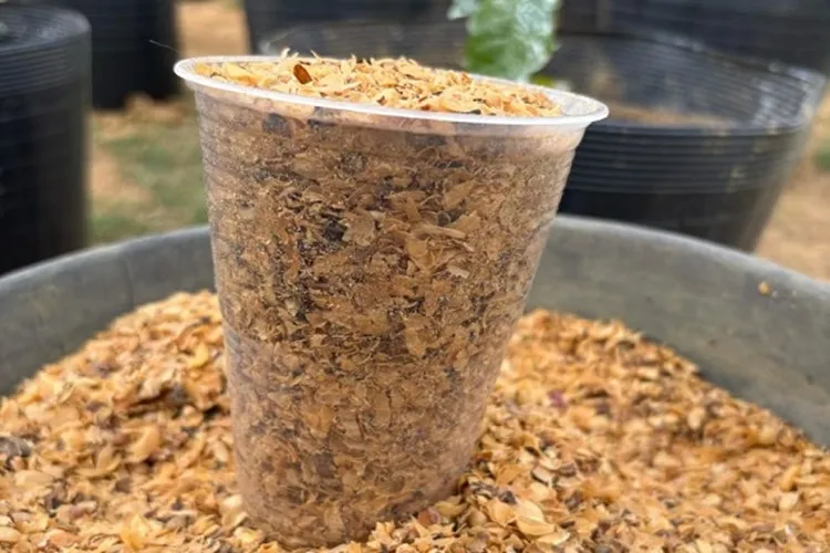 Uesb: Estudo reutiliza palha do café para fortalecer mudas e reduzir custos no campo
