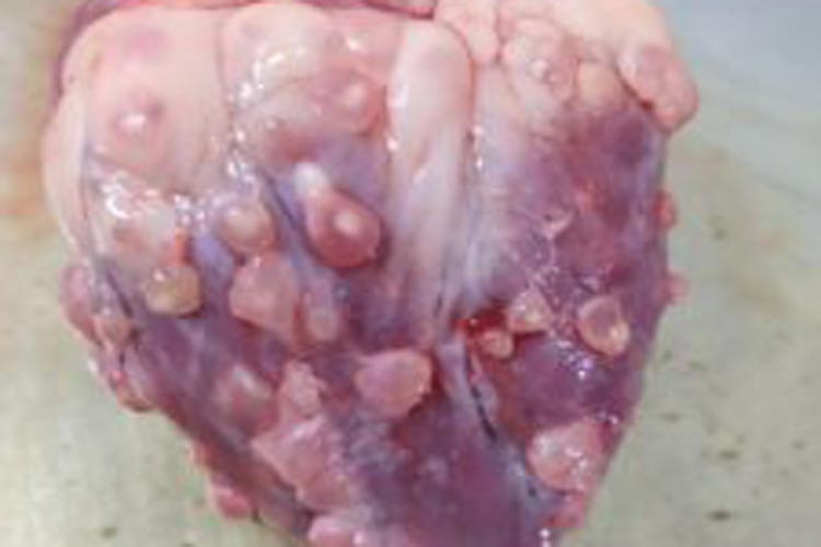 Frigorífico de Guanambi abate animal com cisticercose e população fica em estado de alerta