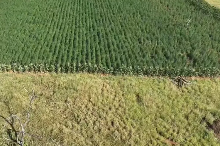 Operação Raízes Ocultas erradica 300 mil pés de maconha em Ibitiara