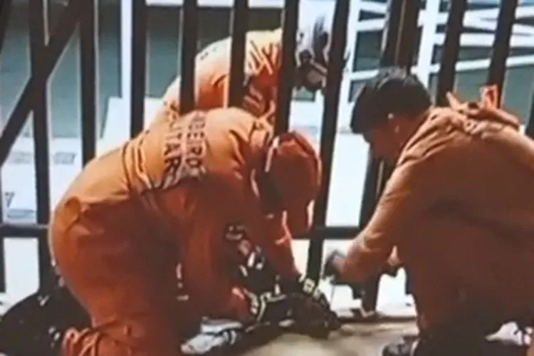 Vídeo: Bombeiros capturam jacaré tentando adentrar no campus do Ifba em Brumado