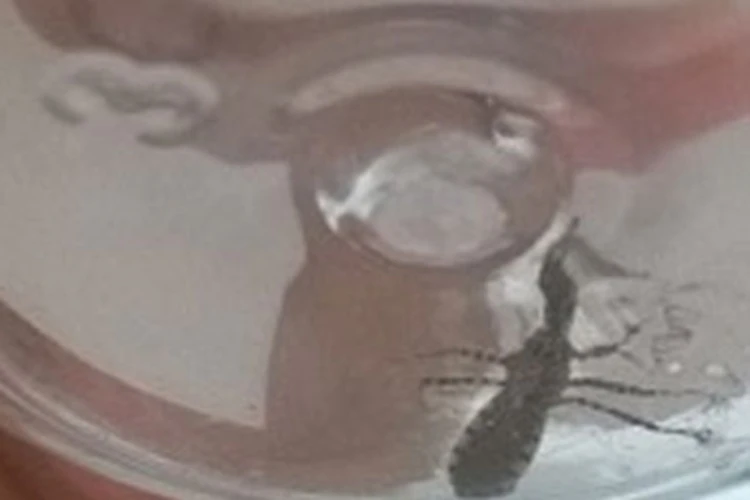 Moradores acendem alerta para infestação de barbeiros em Livramento de Nossa Senhora