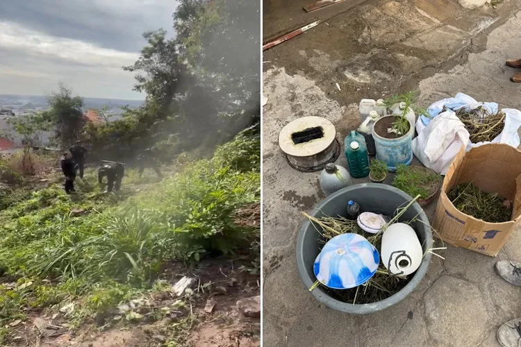 Laboratório de maconha é desarticulado faltando uma semana dos festejos de Sant’Ana em Caetité