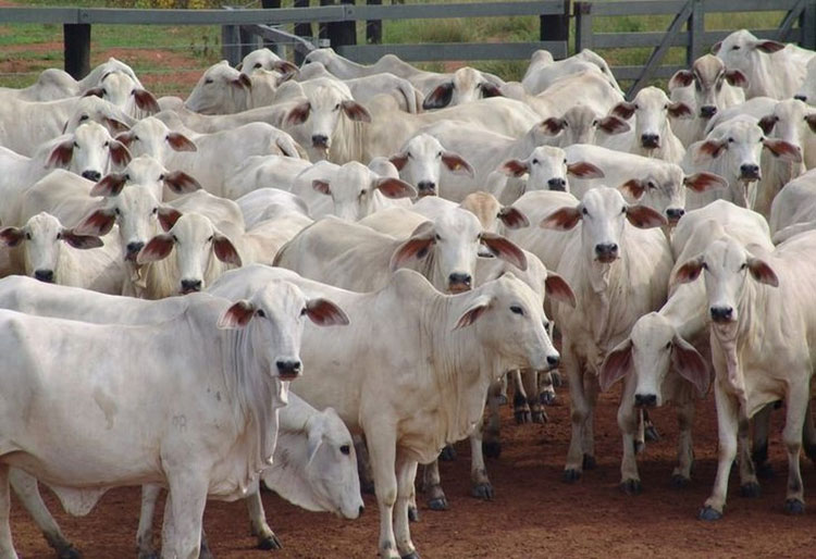 Bahia recebe 1,2 milhão de doses da vacina contra aftosa e amplia campanha até 16 de julho