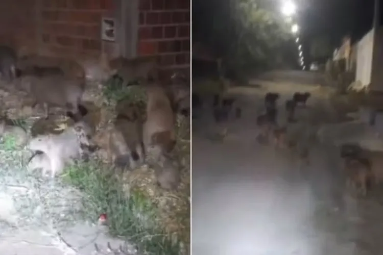 Mais de 20 capivaras são flagradas durante passeio em Guanambi