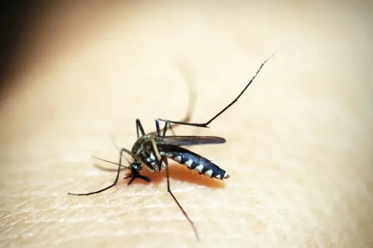 El Niño pode aumentar casos de chikungunya e dengue no Brasil