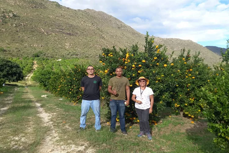 Adab realiza inspeções fitossanitárias em lavouras de citros em Rio de Contas e Jussiape