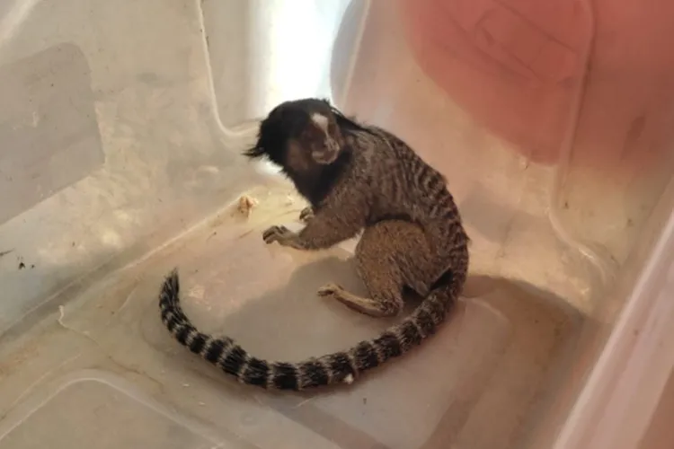 20º BBM resgata mico em segurança na cidade de Bom Jesus da Lapa