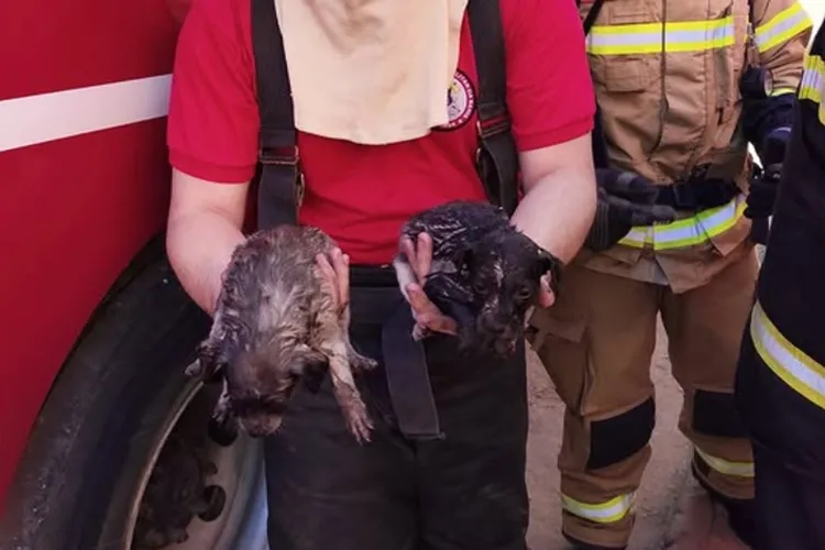 Bombeiros resgatam dois filhotes de cachorro durante incêndio em Bom Jesus da Lapa