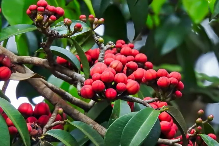 Reserva Espinita pede apoio público e privado para preservação da Mata Atlântica no Sul da Bahia