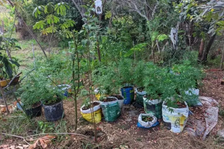 42ª CIPM localiza plantação de maconha no Povoado de Canto Galo em Ibicoara
