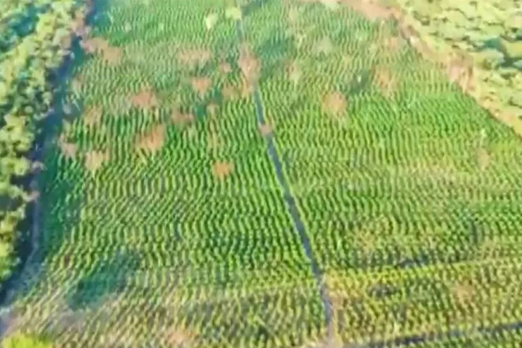 Cerca de 200 mil pés de maconha são destruídos durante operação da PM no norte da Bahia