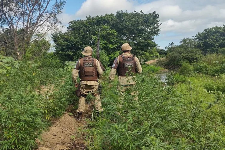 Plantação com 4,7 mil pés de maconha é destruída em ilha do Rio São Francisco
