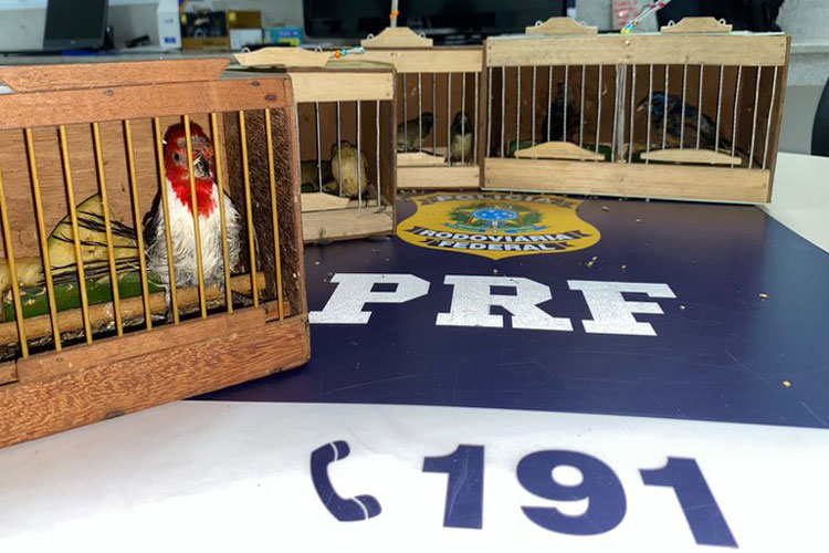 Doze pássaros silvestres são resgatados dentro de ônibus na BR-116 em Vitória da Conquista