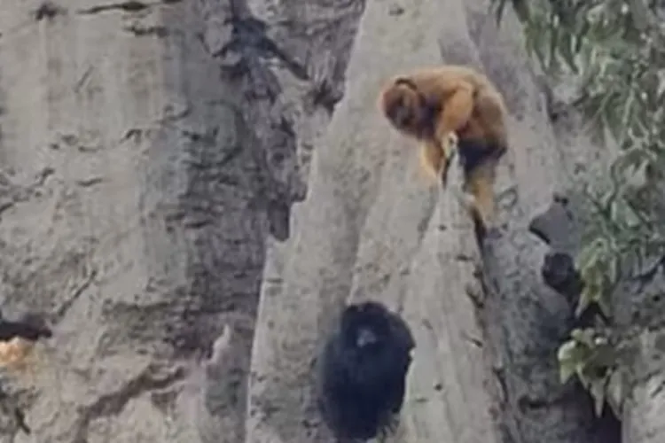 Moradora de Bom Jesus da Lapa é surpreendida com visita de macacos