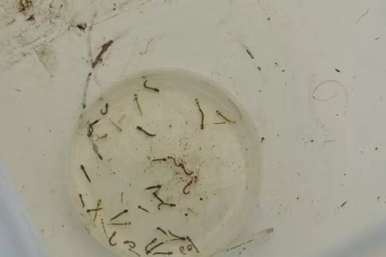 Mortes por Febre do Oropouche na Bahia foram as primeiras registradas no mundo