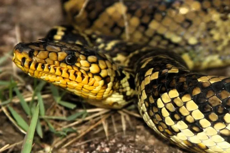 Filhote da jiboia mais rara do mundo é encontrado em São Paulo