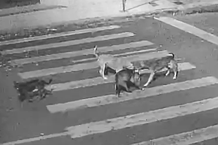 Protetor dos animais mobiliza campanha para instalação de Hospital Veterinário em Brumado