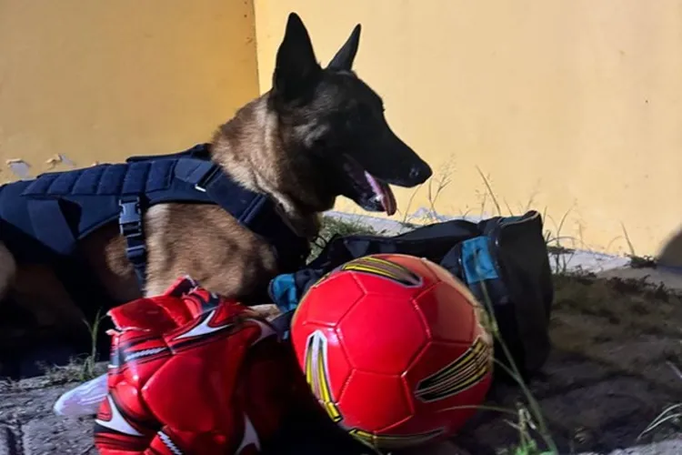 Vitória da Conquista: Cão farejador localiza drogas escondidas em bolas de futebol
