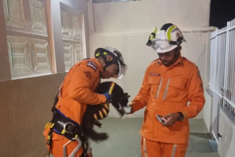 20º BBM resgata gato que estava preso no telhado de igreja em Bom Jesus da Lapa