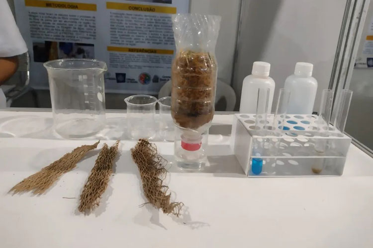 Estudantes utilizam fibra de palma e desenvolvem filtro de baixo custo em Caraíbas