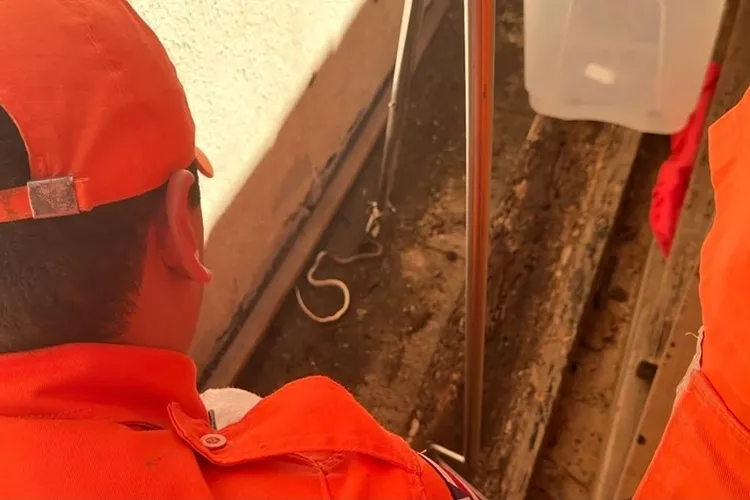 Corpo de Bombeiros resgata cobra dentro de residência em Bom Jesus da Lapa
