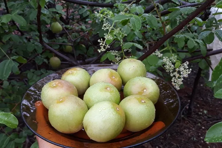 Cabeleireiro abandona a agitação de São Paulo e aposta na produção de umbu gigante em Aracatu