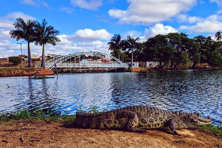 MPBA instaura procedimento para acompanhar população de jacarés em Caculé
