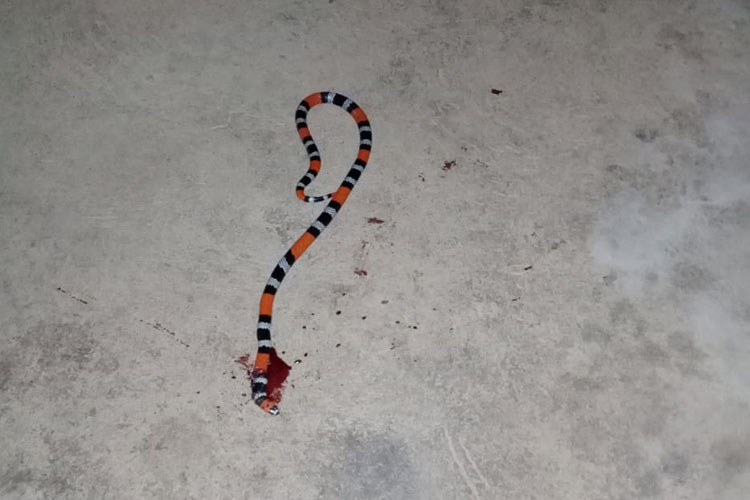 Brumado: Moradores do Jardim de Aláh temem invasões de cobras e bichos peçonhentos