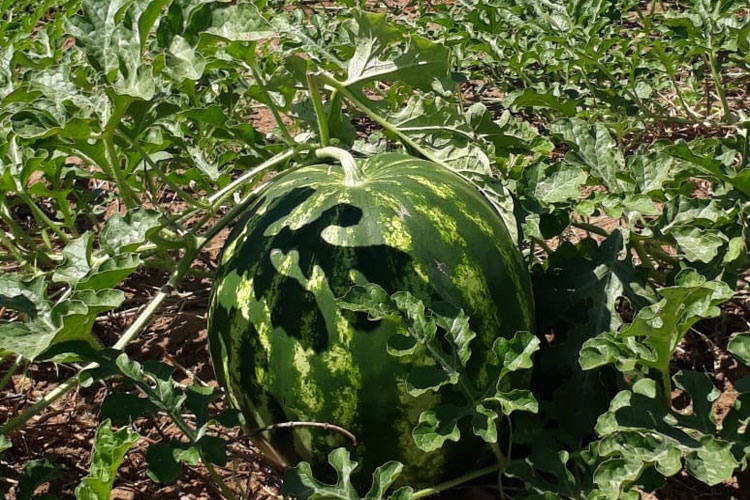 Produção de melancias aumenta renda de agricultores familiares de Palmas de Monte Alto