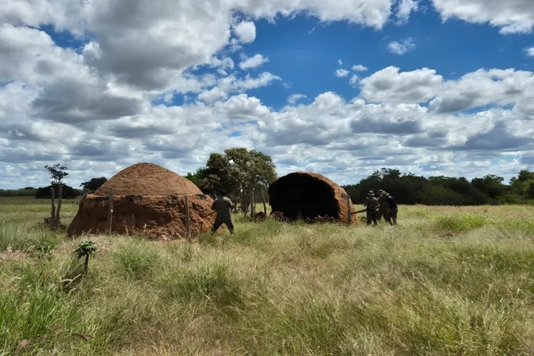 Desmatamento no sertão baiano abastece a economia de Minas Gerais, aponta Cippa