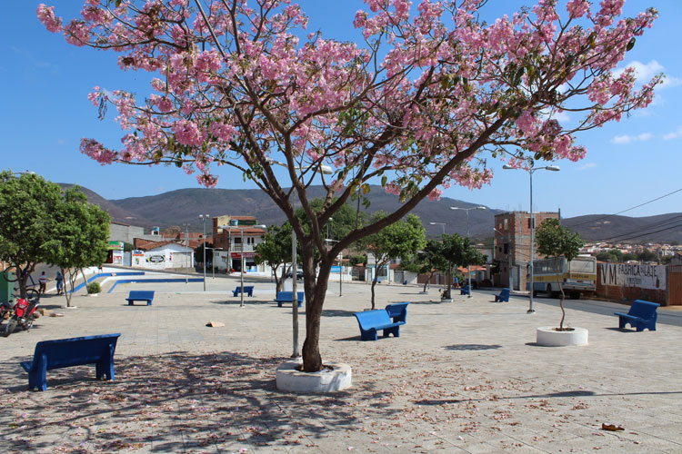 Ipês floridos dão charme colorido e as boas vindas à primavera em Brumado