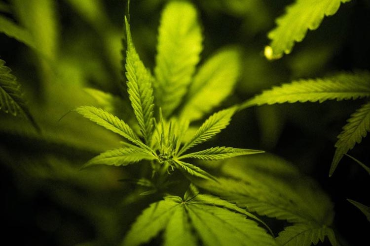 Anvisa aprova registro de medicamentos à base de maconha