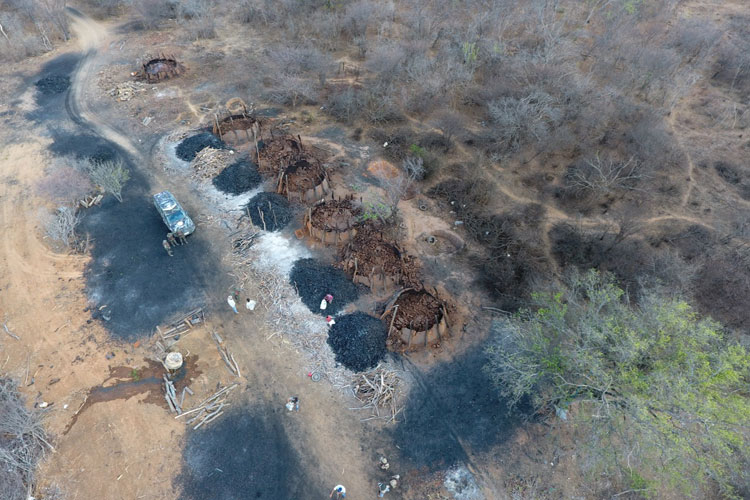 Operação Terra de Fogo: Inema combate desmatamento na região de Guanambi