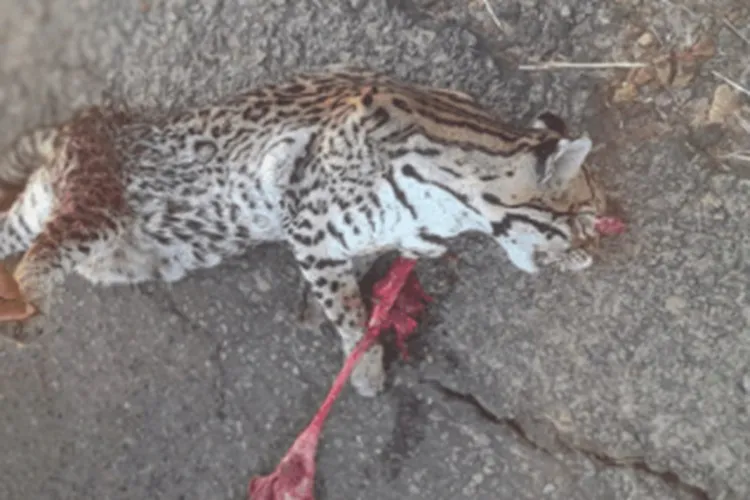 Jaguatirica é atropelada e morta quando atravessava a BR-030 em Malhada