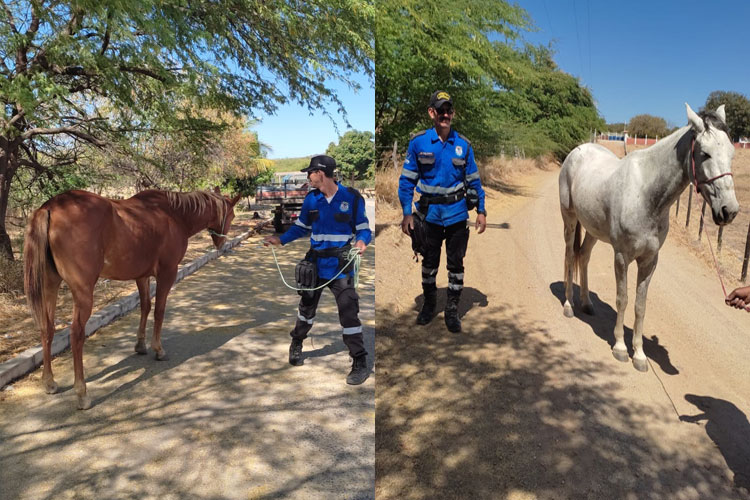 Dois cavalos são furtados no Curral Municipal da Prefeitura de Guanambi