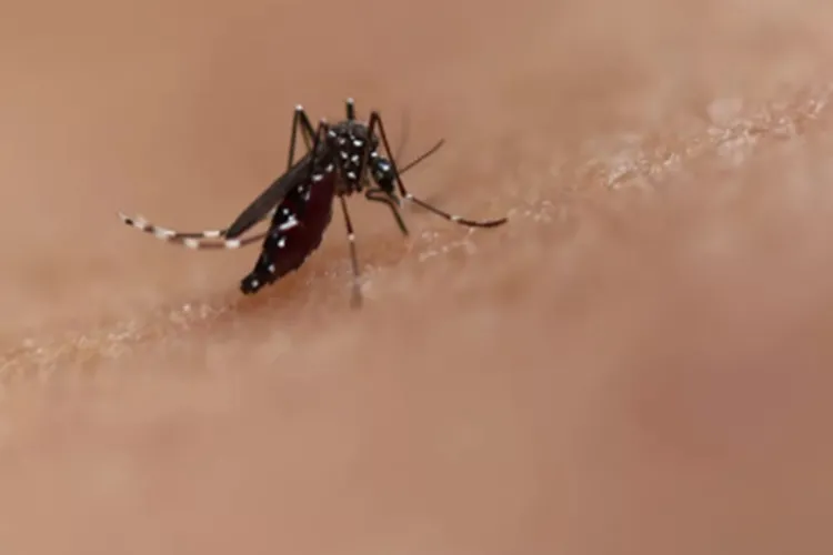 Com 102 mortes, chikungunya tem letalidade maior que dengue no Brasil