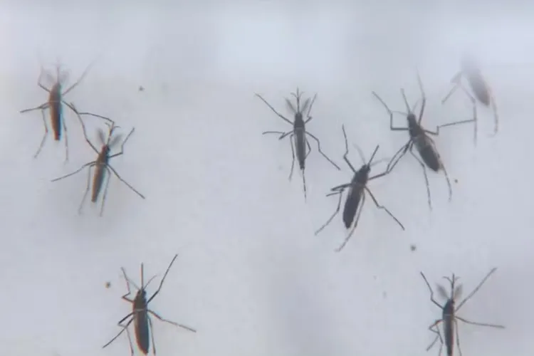 Brasil bate recorde com 1.116 mortes por dengue em 2024
