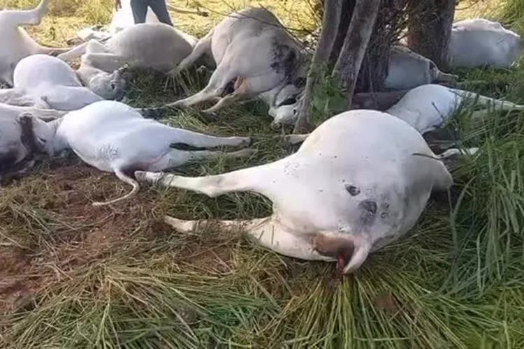 VÍDEO: Raio mata 16 cabeças de gado durante forte tempestade em Piripá
