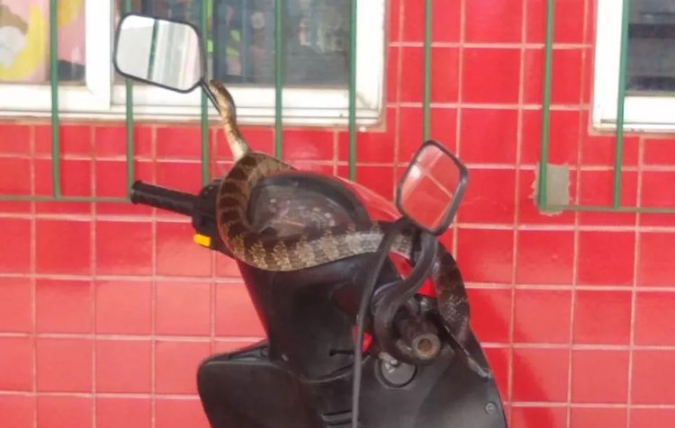 Cobra venenosa é encontrada em creche no sudoeste da Bahia