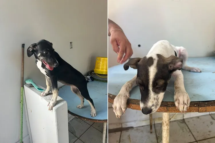 Com 5 mil cães, Brumado inicia programa de castração de animais de rua