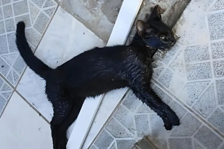 Cresce registro de animais envenenados por chumbinho em Brumado