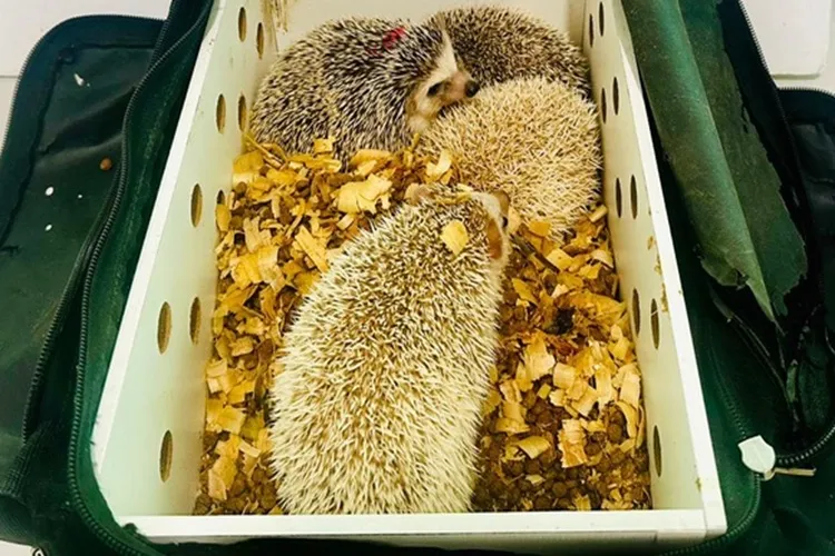 Ouriços exóticos são apreendidos pela PRF em Poções durante fiscalização na BR-116